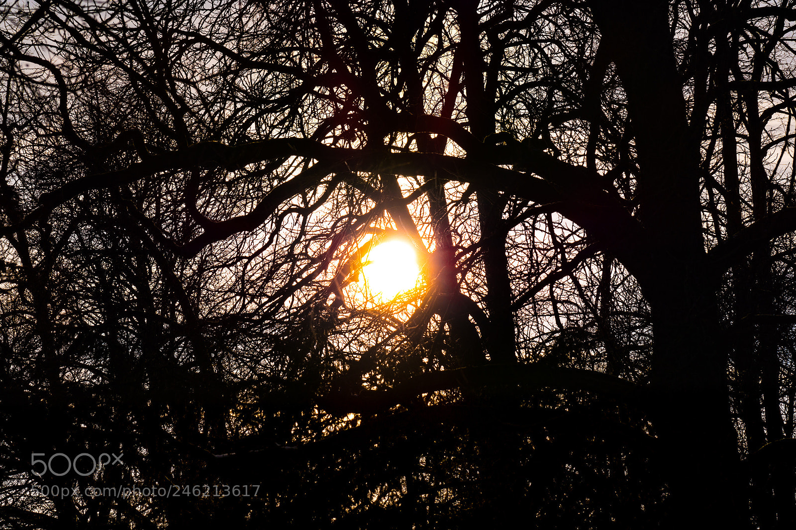 Sony SLT-A58 sample photo. Trough the forest photography