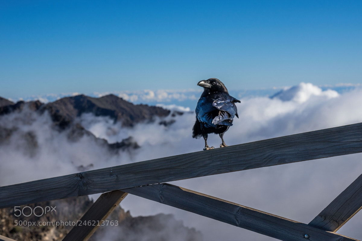 Sony a7 II sample photo. Der rabe von la photography