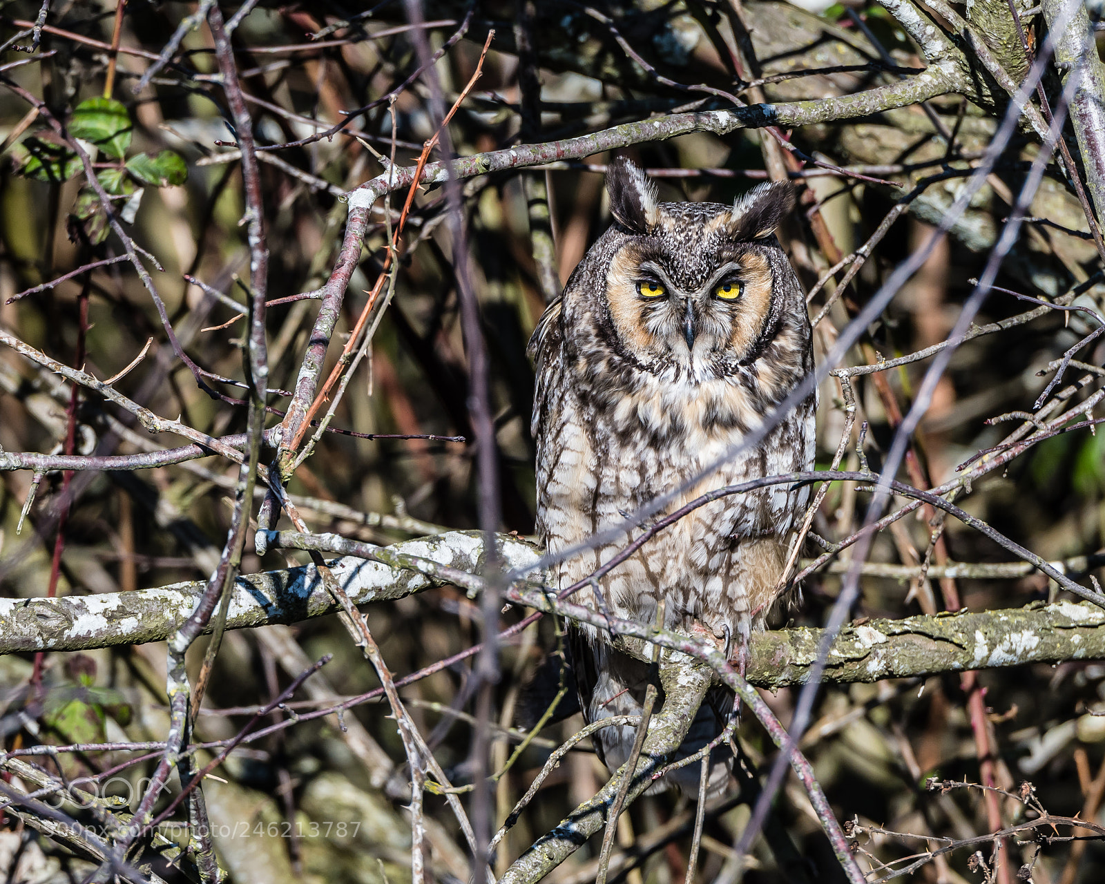 Nikon D500 sample photo. Long eared owl photography