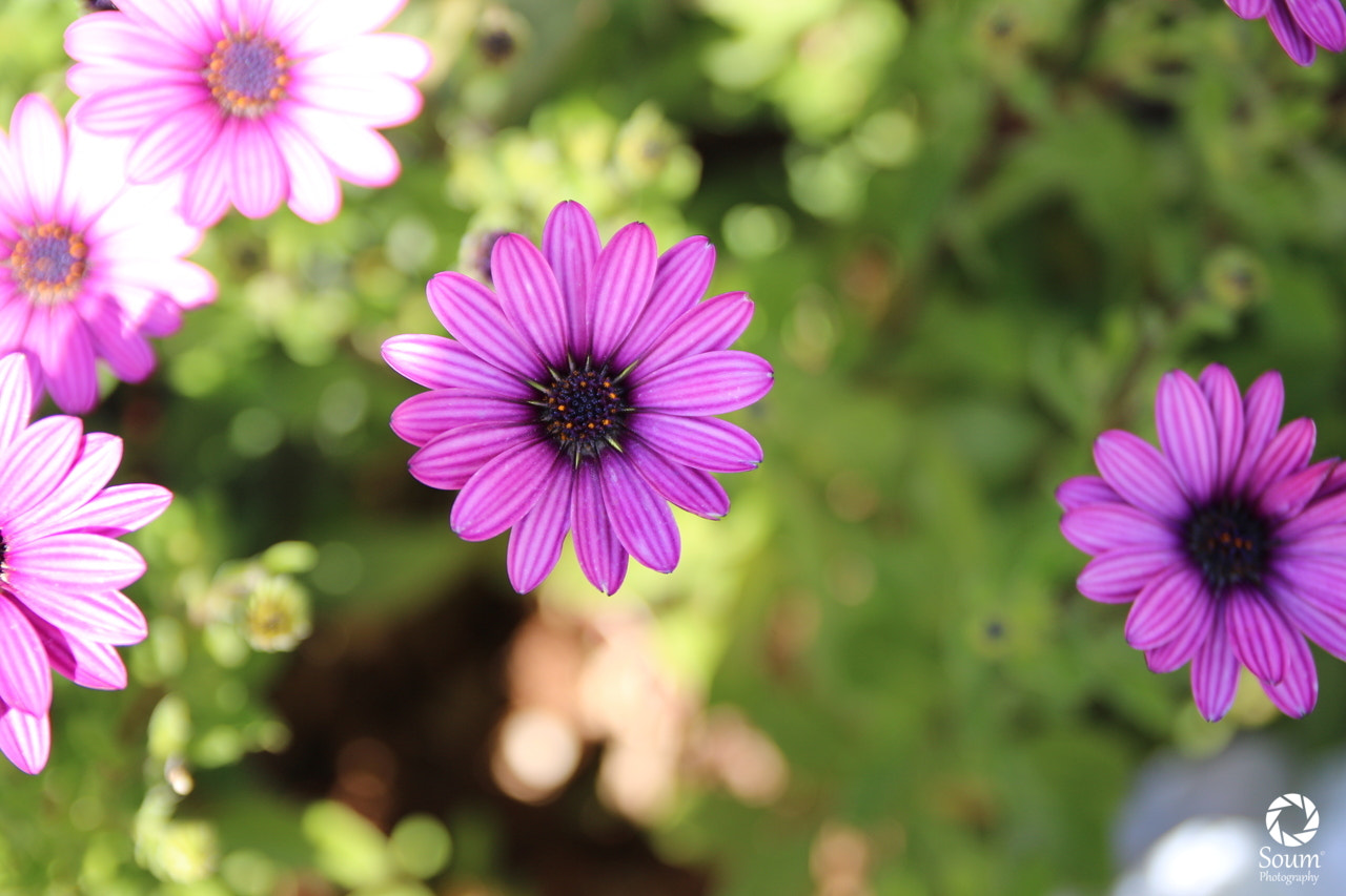 Canon EOS 70D + Sigma 18-50mm f/2.8 Macro sample photo. Img photography