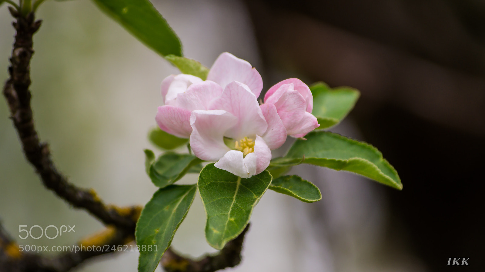 Sony SLT-A58 sample photo. Dsc photography