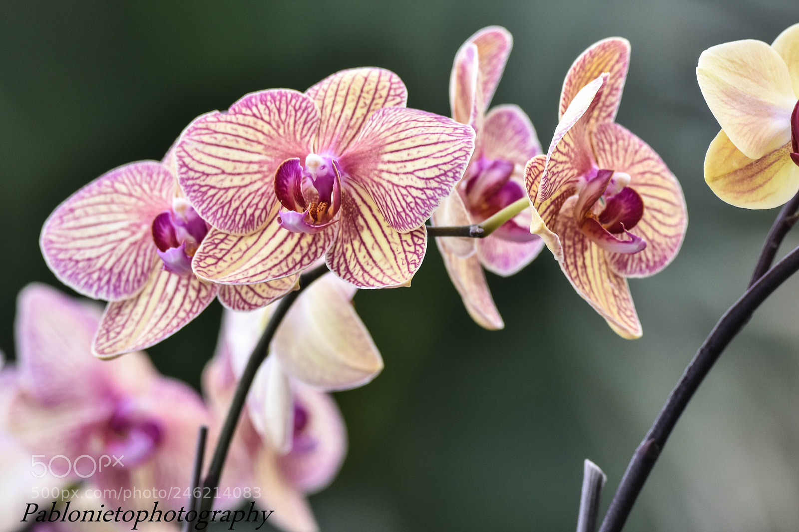 Nikon D7200 sample photo. Tulipan in rockford photography