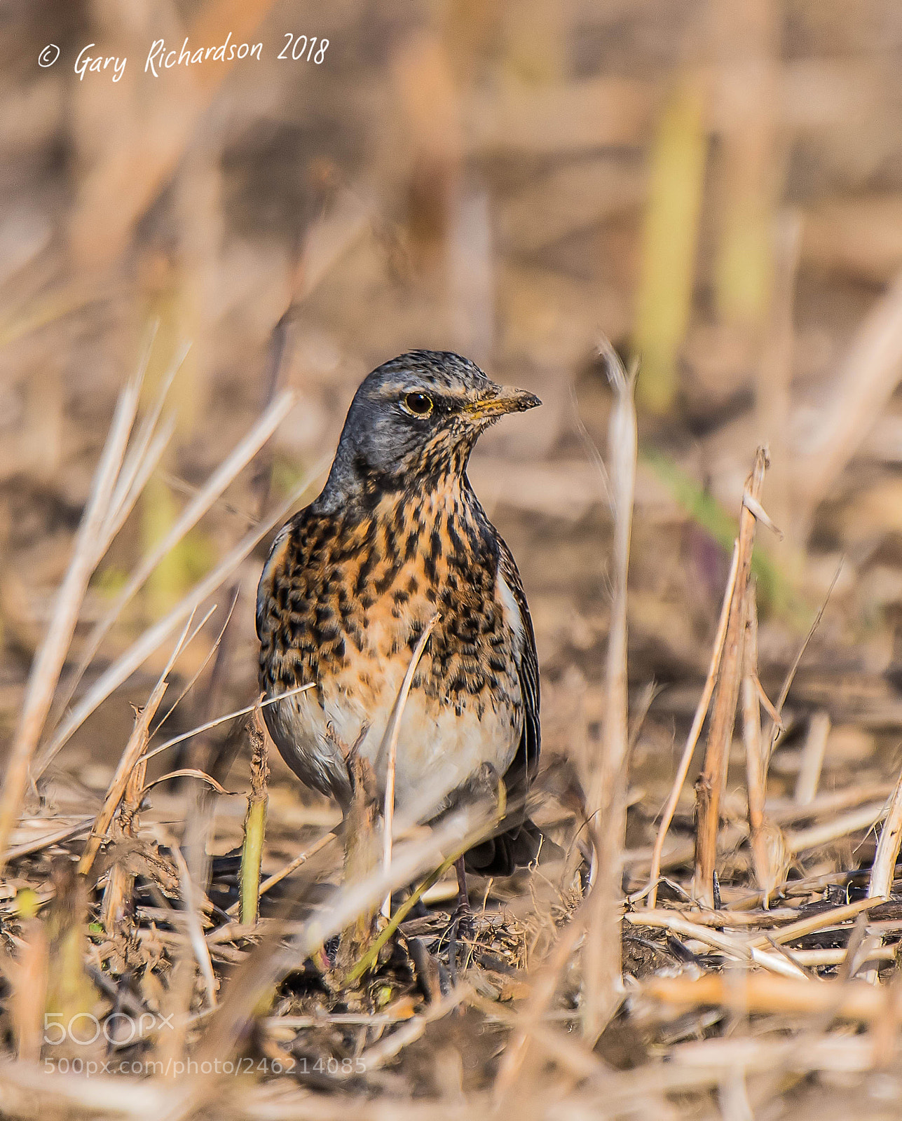 Nikon D500 sample photo. Fieldfare () photography