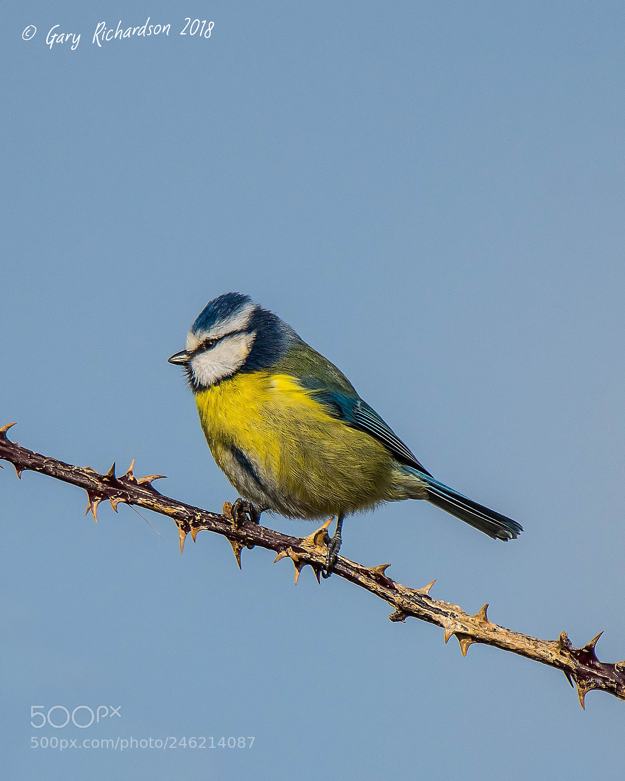 Nikon D500 sample photo. Blue tit photography