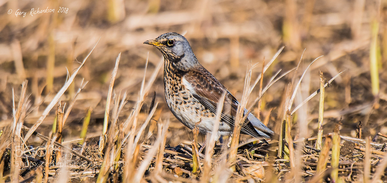 Nikon D500 sample photo. Fieldfare () photography
