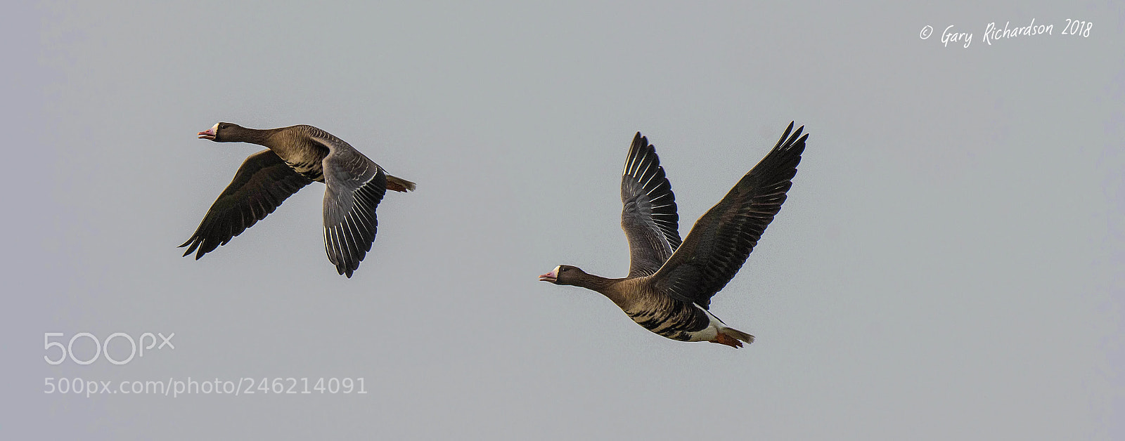 Nikon D500 sample photo. White fronted geese photography