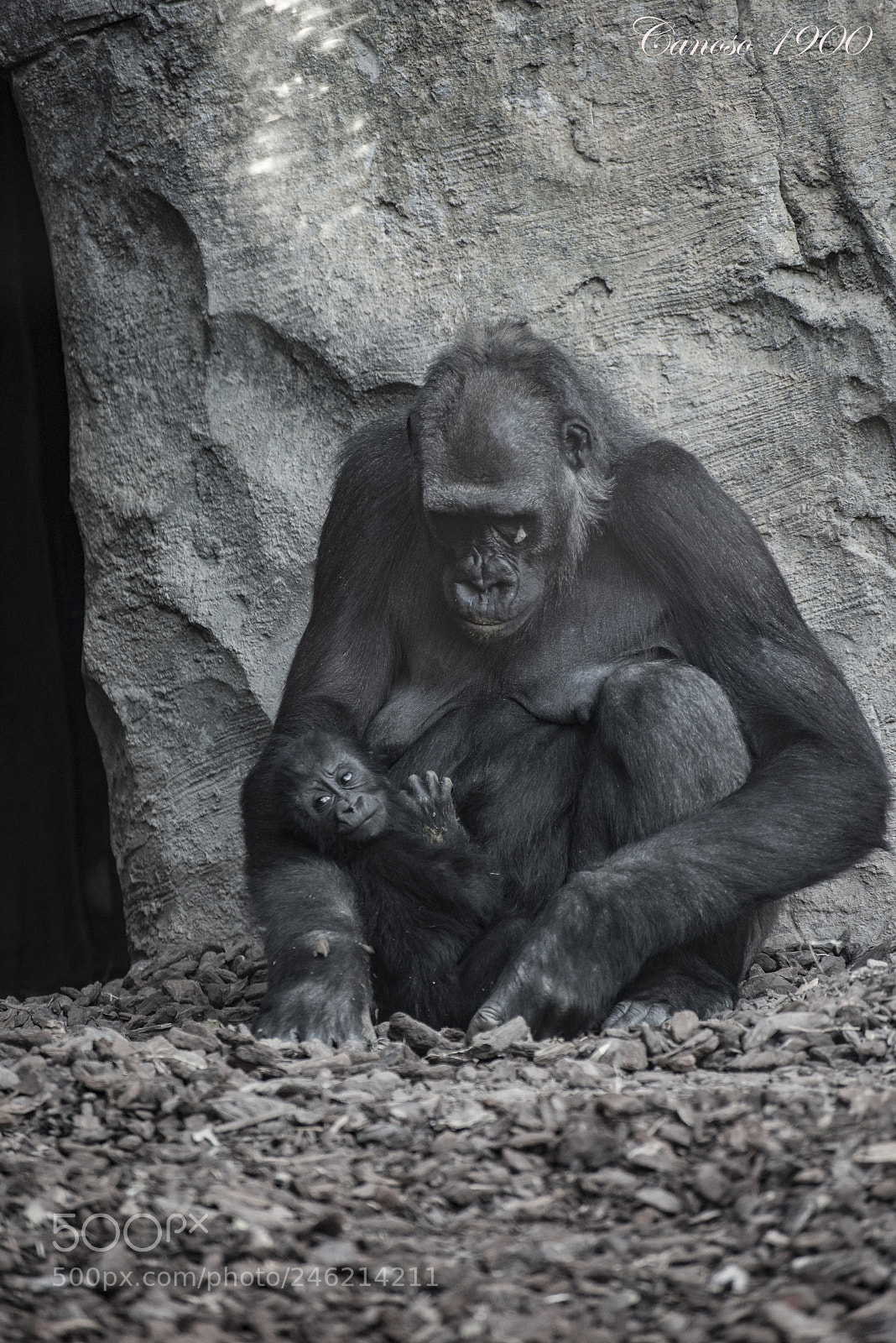 Nikon D810 sample photo. Madre photography