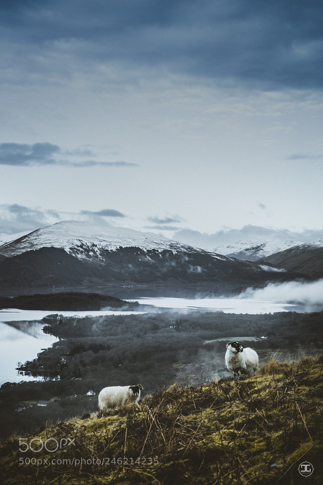 Sony a7 II sample photo. Moddy scottish rams photography