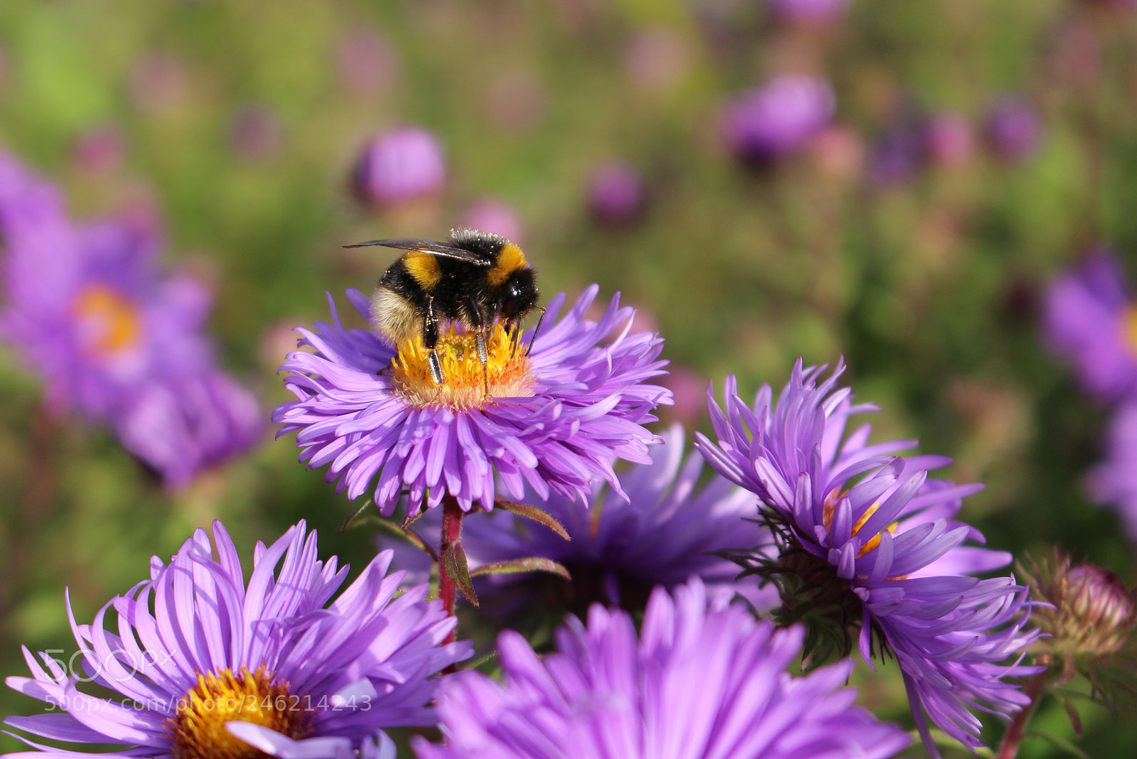 Canon EOS 700D (EOS Rebel T5i / EOS Kiss X7i) sample photo. Summer dreams photography