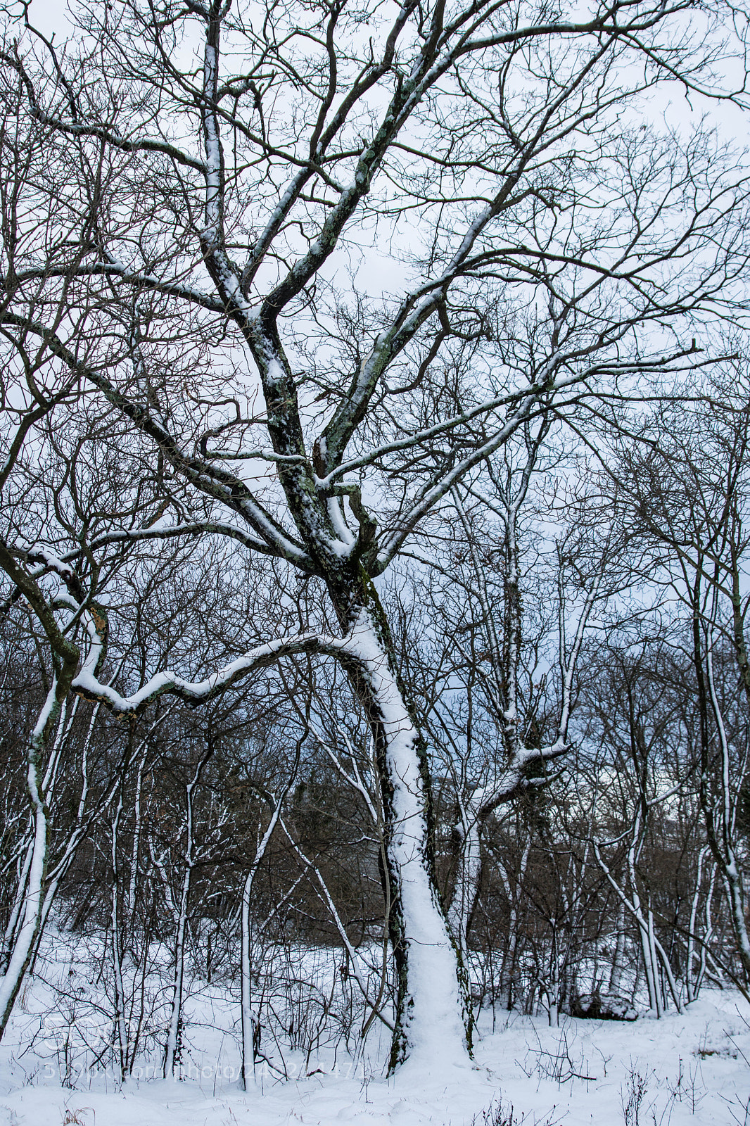 Nikon D7200 sample photo. Snowing photography
