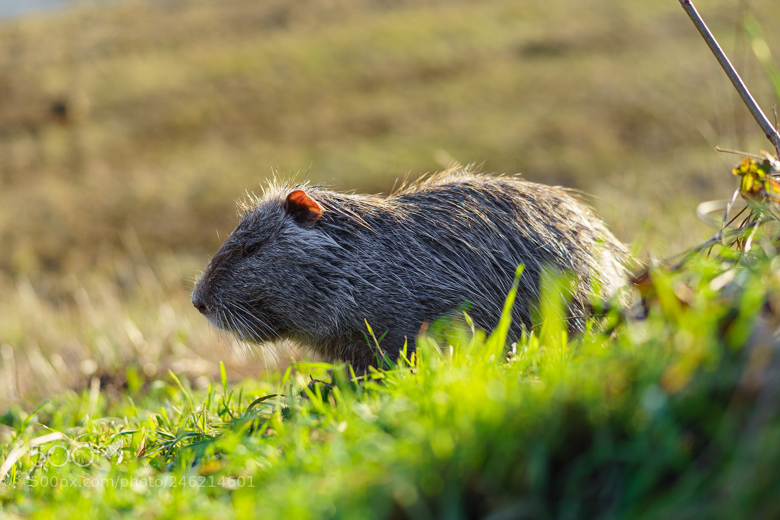 Sony a7 II sample photo. The muskrat ondatra zibethicus photography