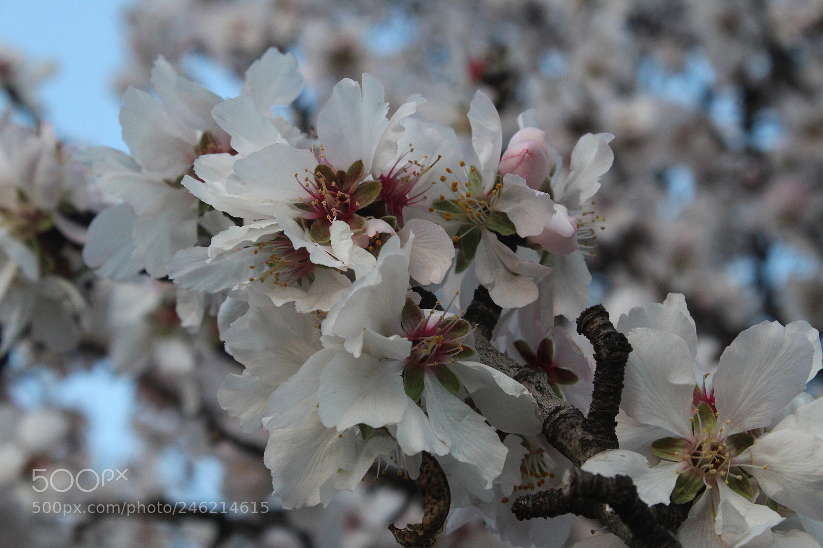 Canon EF-S 18-55mm F3.5-5.6 III sample photo. Almond tree photography