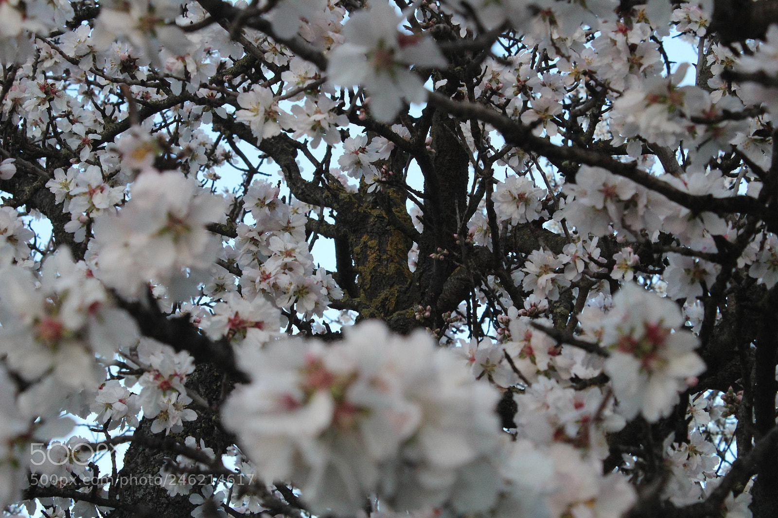 Canon EF-S 18-55mm F3.5-5.6 III sample photo. Almond tree photography