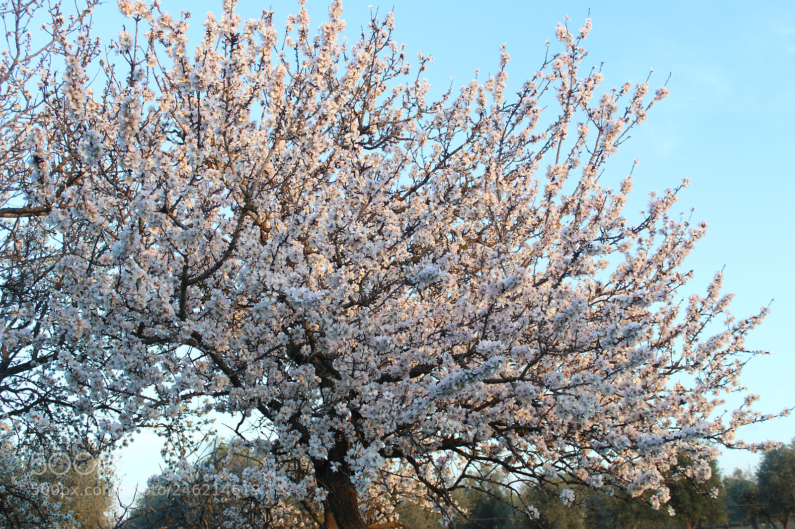Canon EF-S 18-55mm F3.5-5.6 III sample photo. Almond tree photography