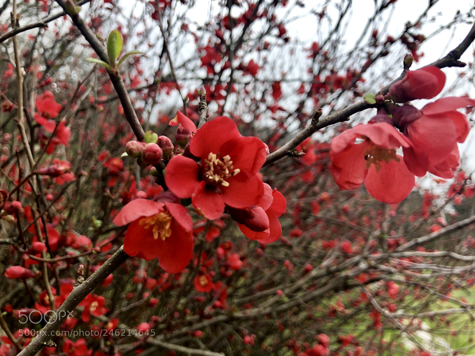 Apple iPhone X sample photo. Are you red? photography