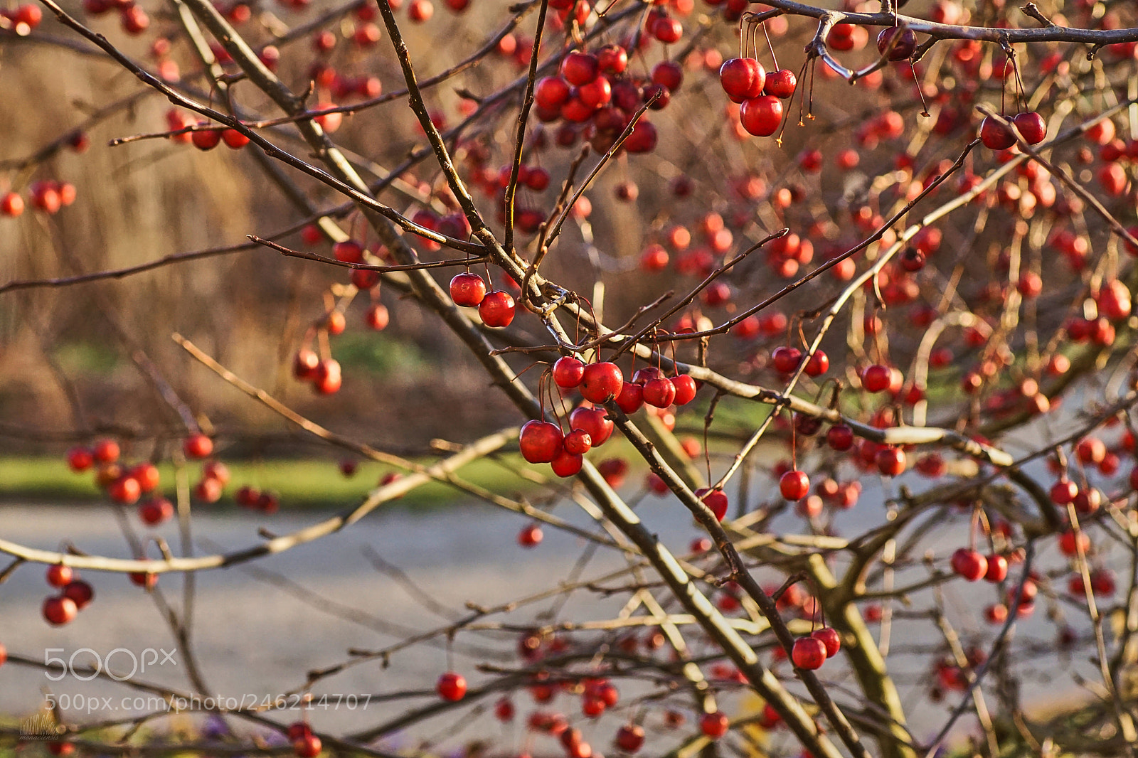 Sony ILCA-77M2 sample photo. Winter-colours photography