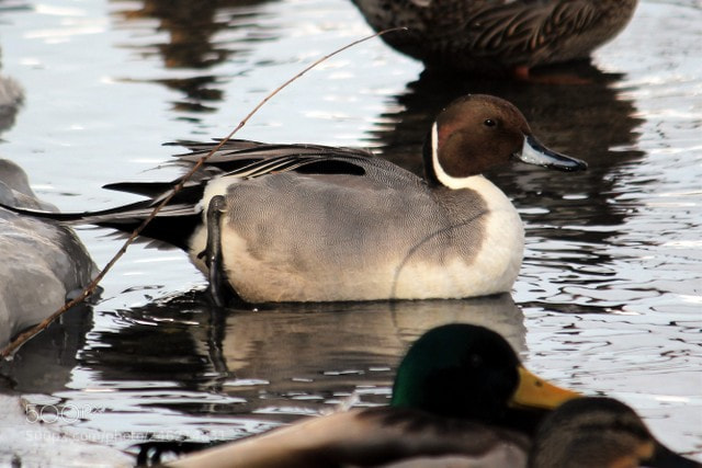 Canon EOS 700D (EOS Rebel T5i / EOS Kiss X7i) sample photo. Canard pilet photography