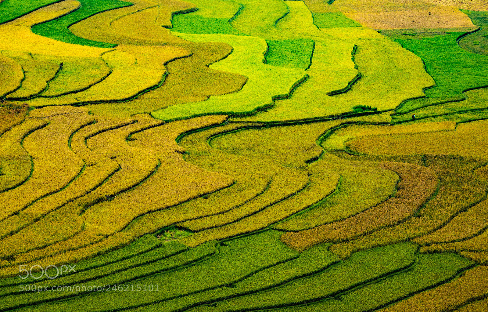Sony a7R II sample photo. Mu cang chai photography