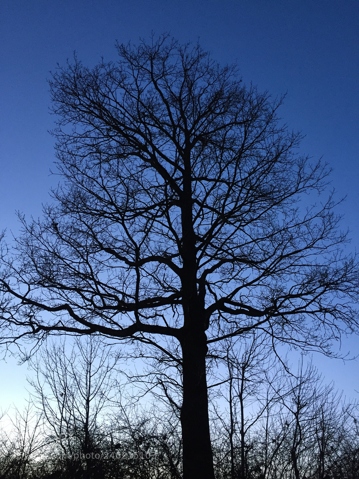 Apple iPhone 6 sample photo. Untitled photography