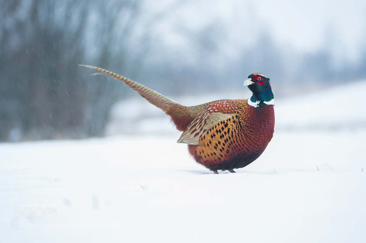Nikon D4 sample photo. Snowy day photography