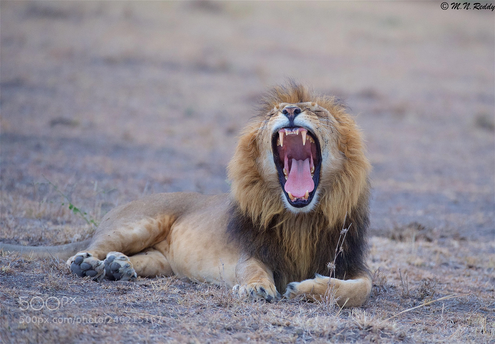 Nikon D5 sample photo. Lion yawning photography