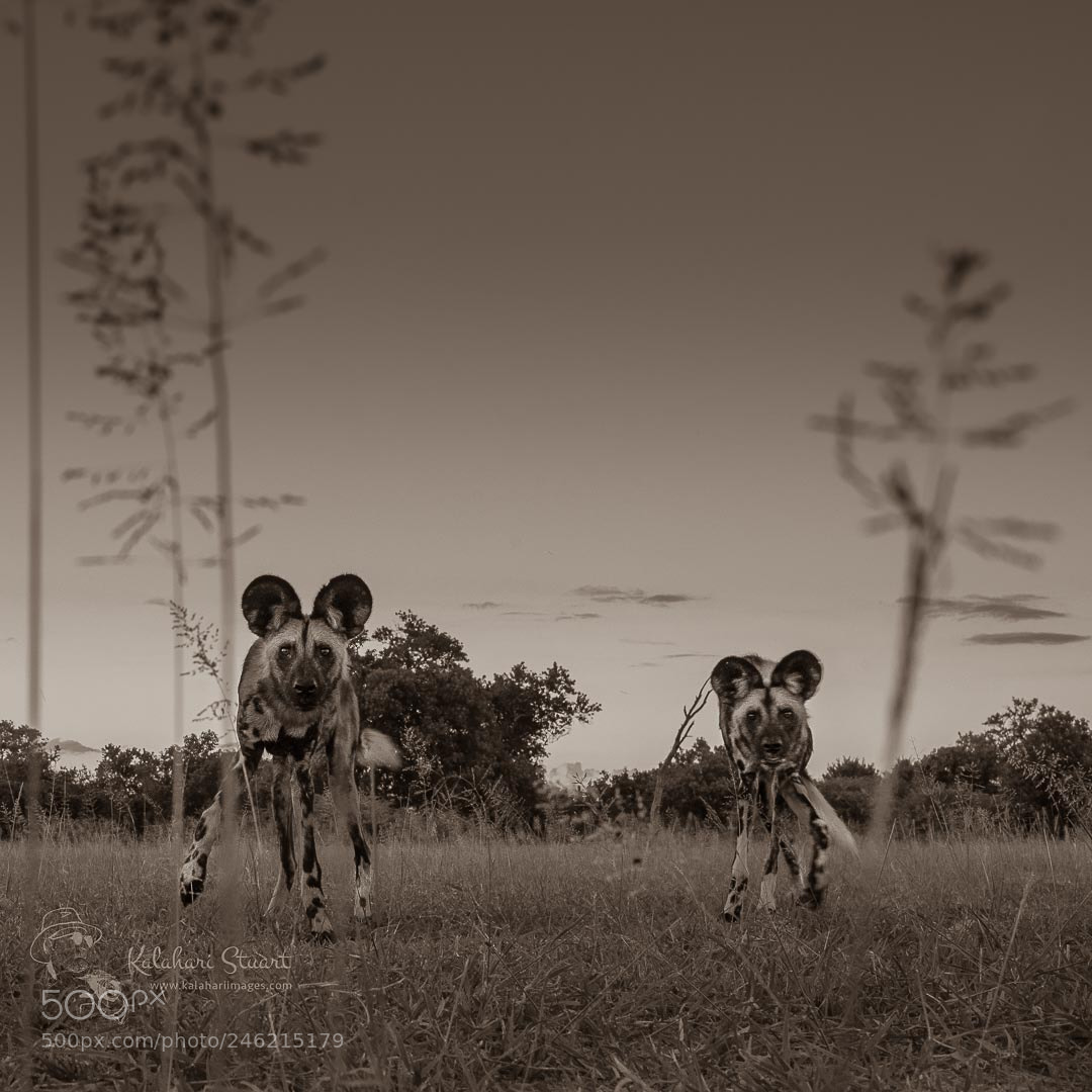 Nikon D800 sample photo. African wild dogs or photography