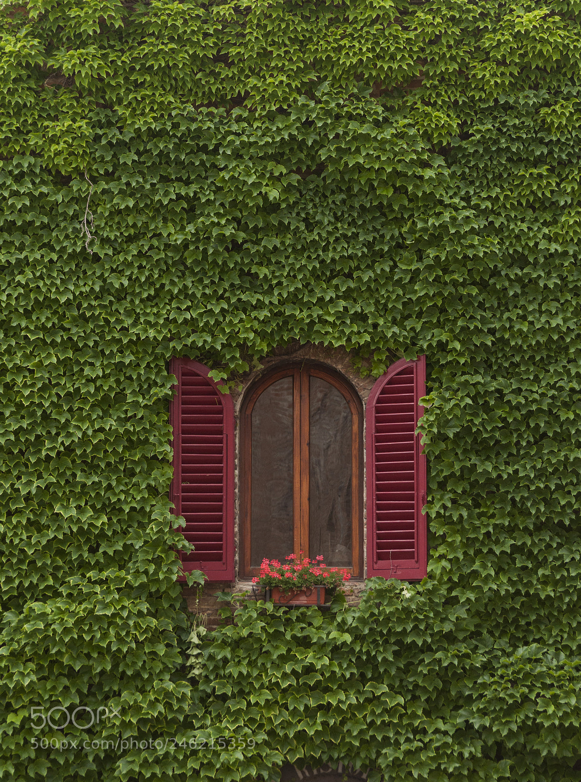 Nikon D90 sample photo. Look through the green photography