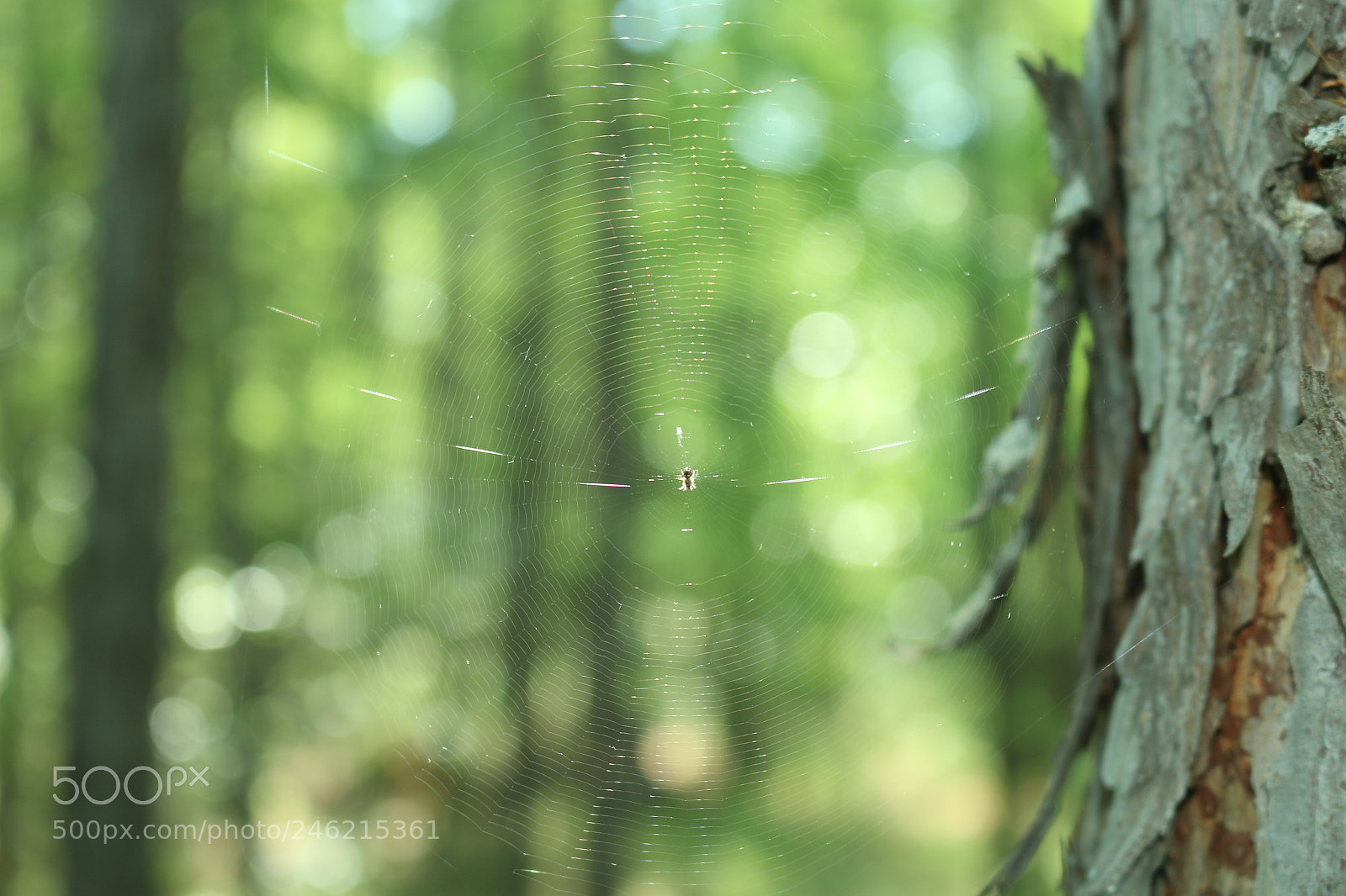 Canon EOS 70D sample photo. A spider's web in photography
