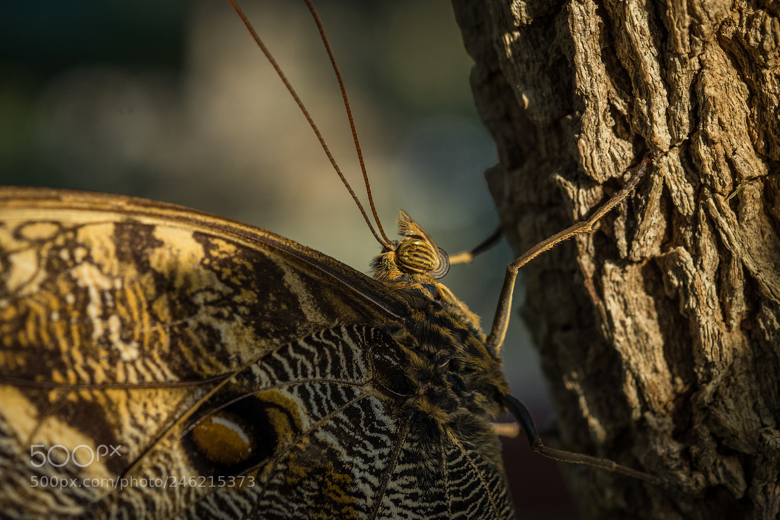 Fujifilm X-T1 sample photo. Bananenfalter photography