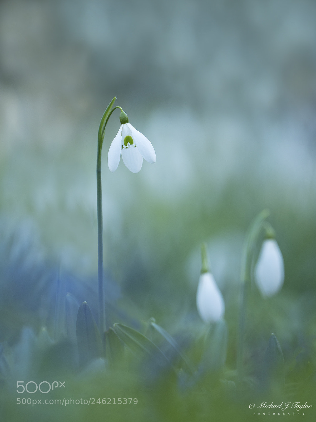 Panasonic Lumix DC-G9 sample photo. Snowdrop... photography