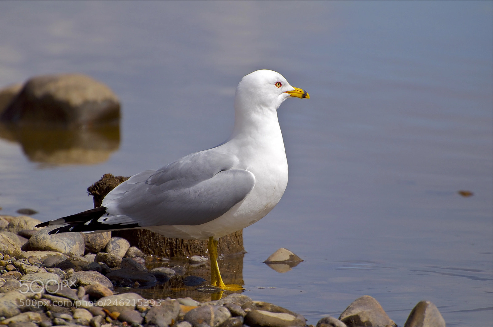 Nikon D5000 sample photo. Ring-billed gull photography