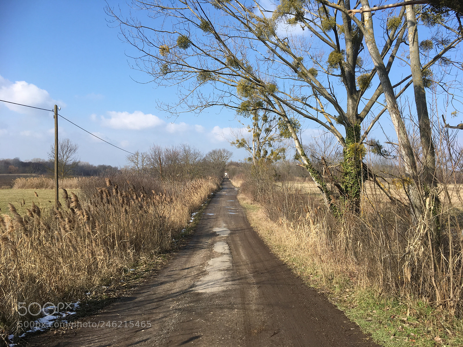Apple iPhone SE sample photo. Spring fever photography