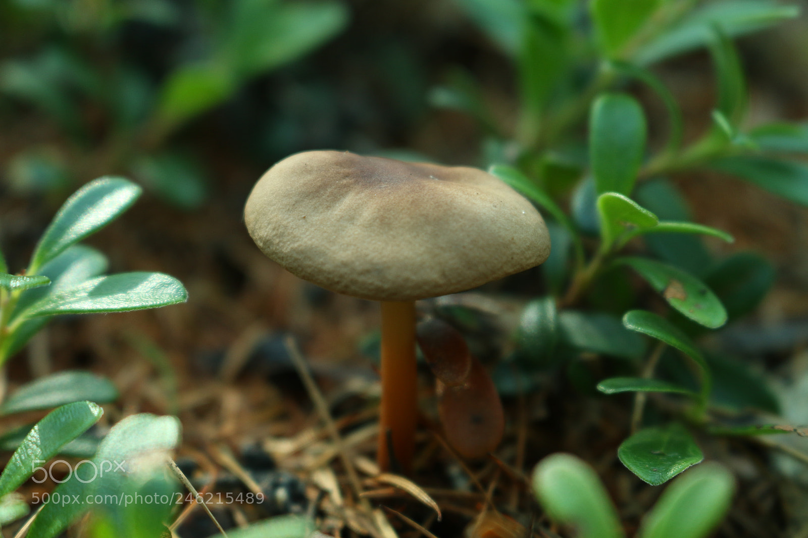 Canon EOS 70D sample photo. A little mushroom in photography