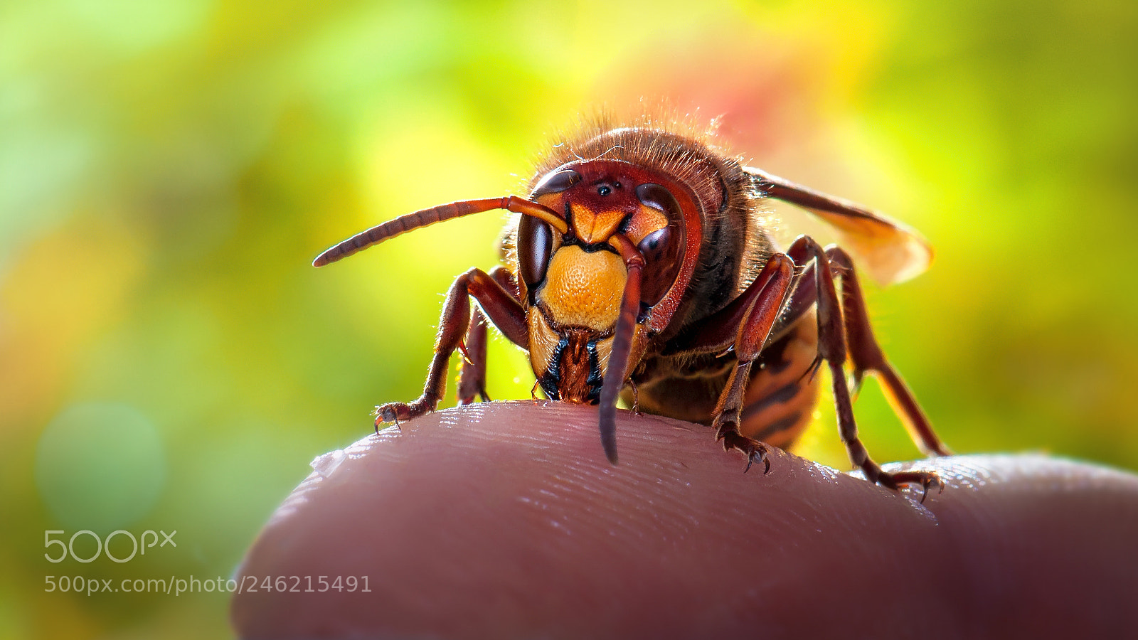 Nikon D300S sample photo. Hornet on my finger photography
