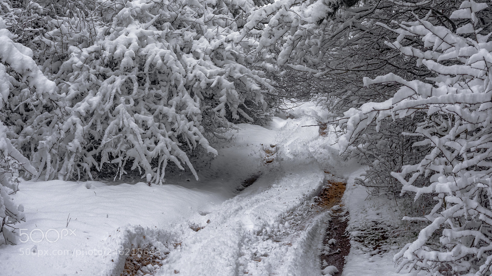 Nikon D7200 sample photo. Winter track in the photography