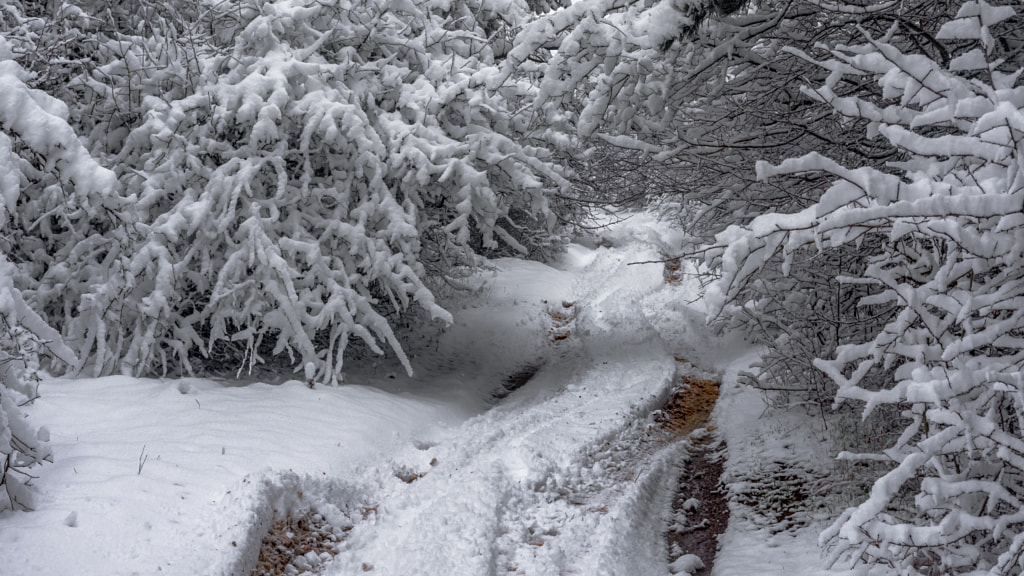 Winter track in the forest by Milen Mladenov on 500px.com