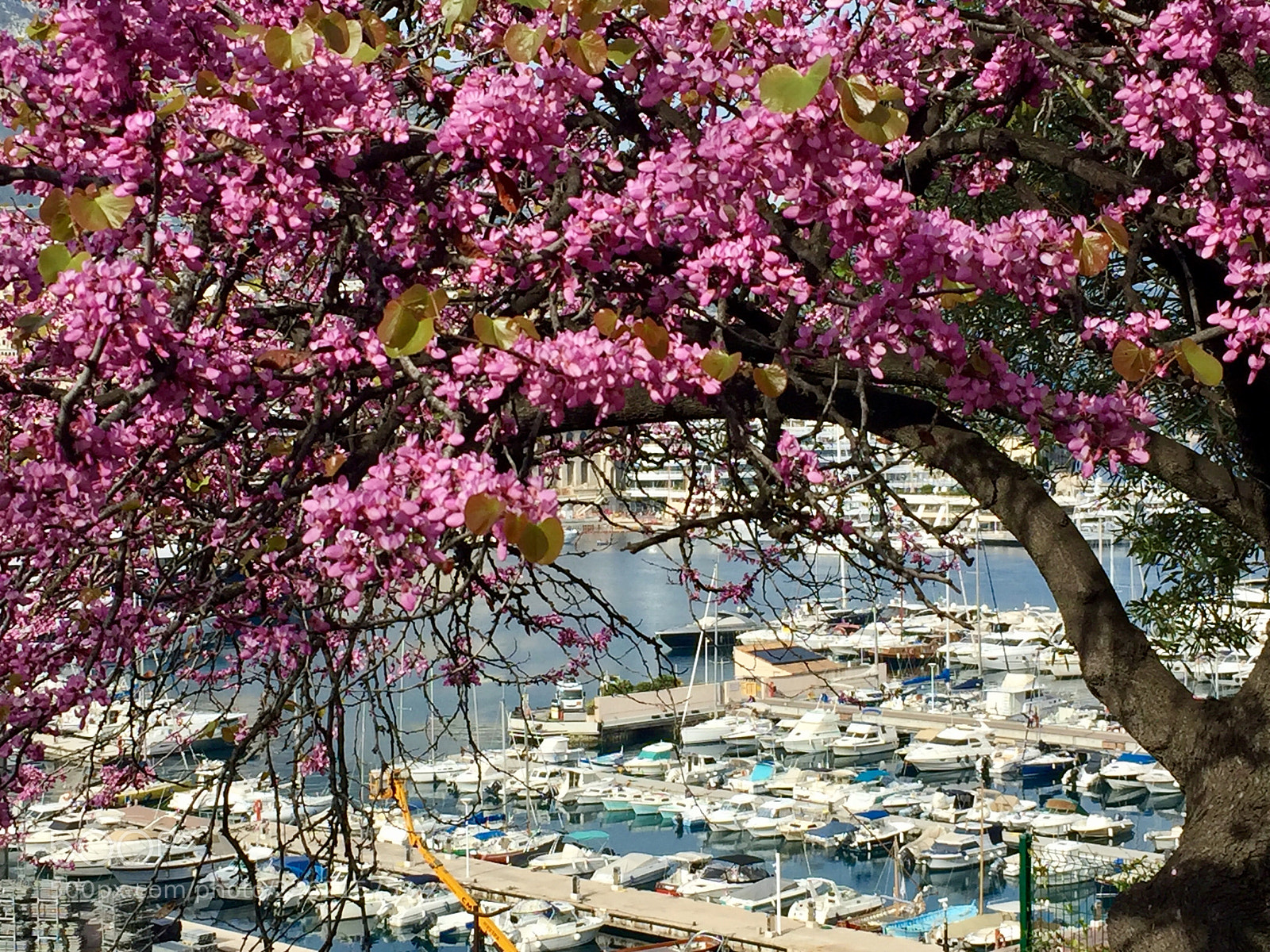 Apple iPhone 6 sample photo. Pinky spring... photography