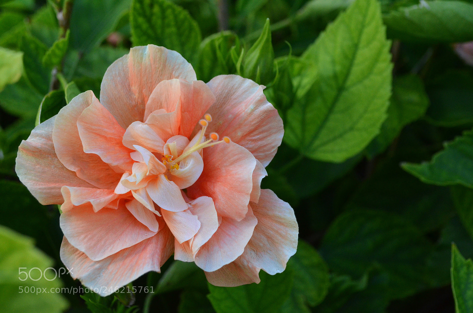 Nikon D5100 sample photo. Flower power photography