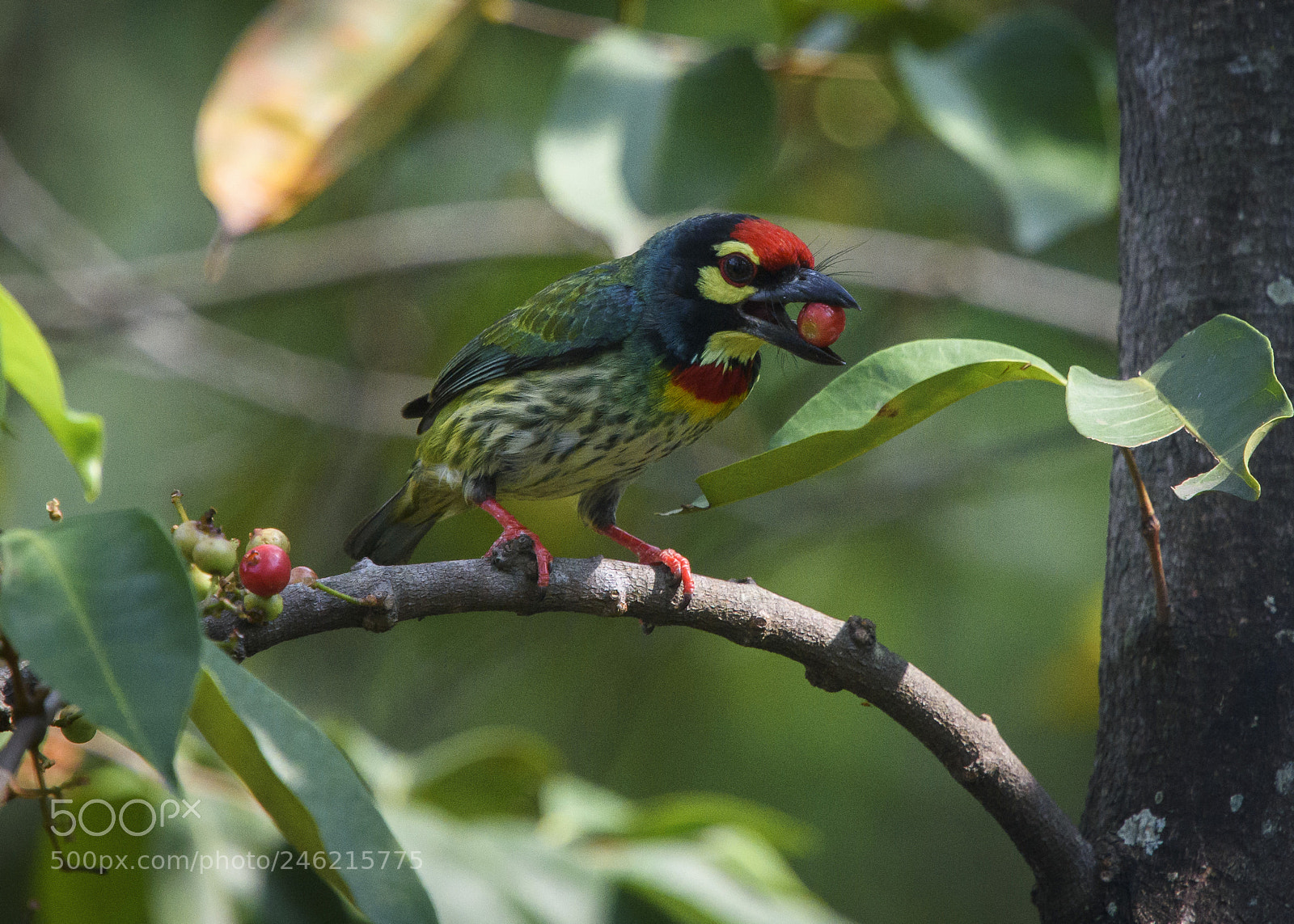 Nikon D7200 sample photo. A coppersmith barbet's breakfast photography