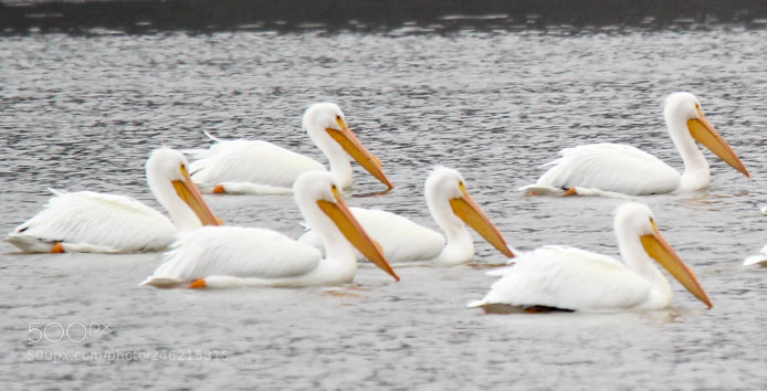 Canon EOS 1300D (EOS Rebel T6 / EOS Kiss X80) sample photo. White pelicans photography