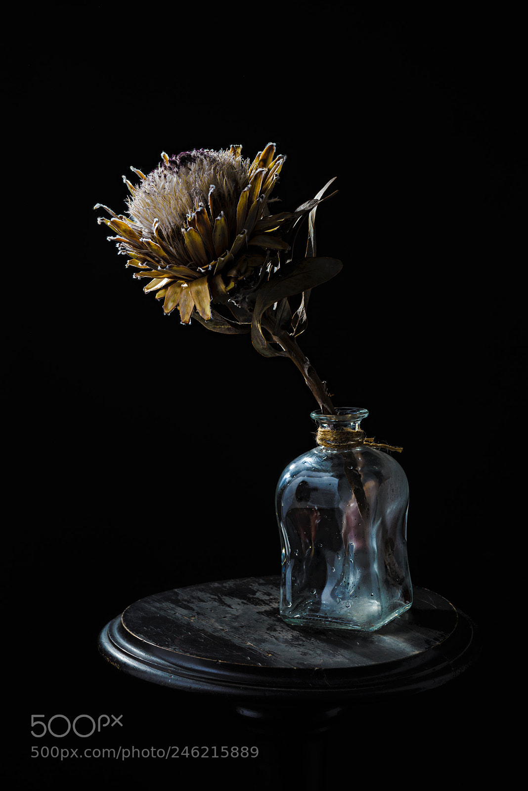 Nikon D610 sample photo. Burdock photography