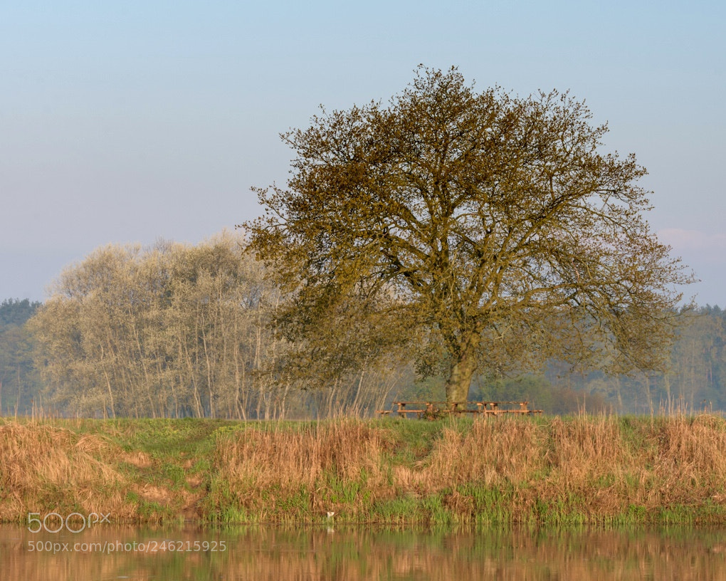 Nikon D7200 sample photo. Tree photography