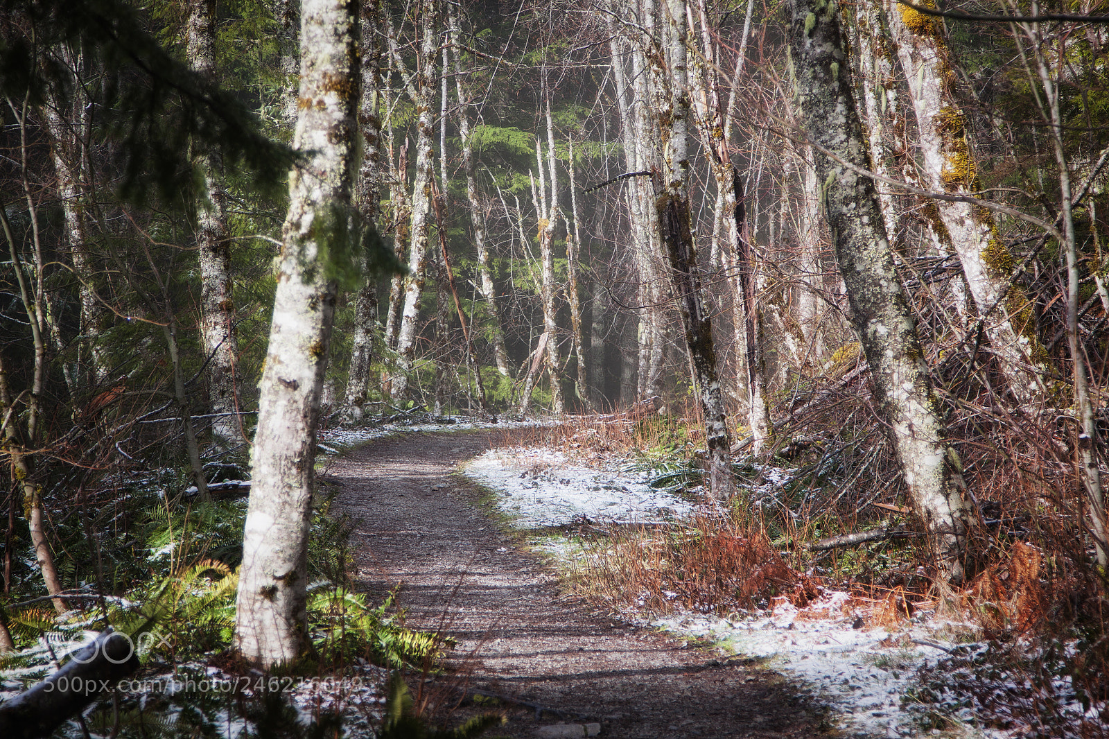 Canon EOS 50D sample photo. Forest trail photography