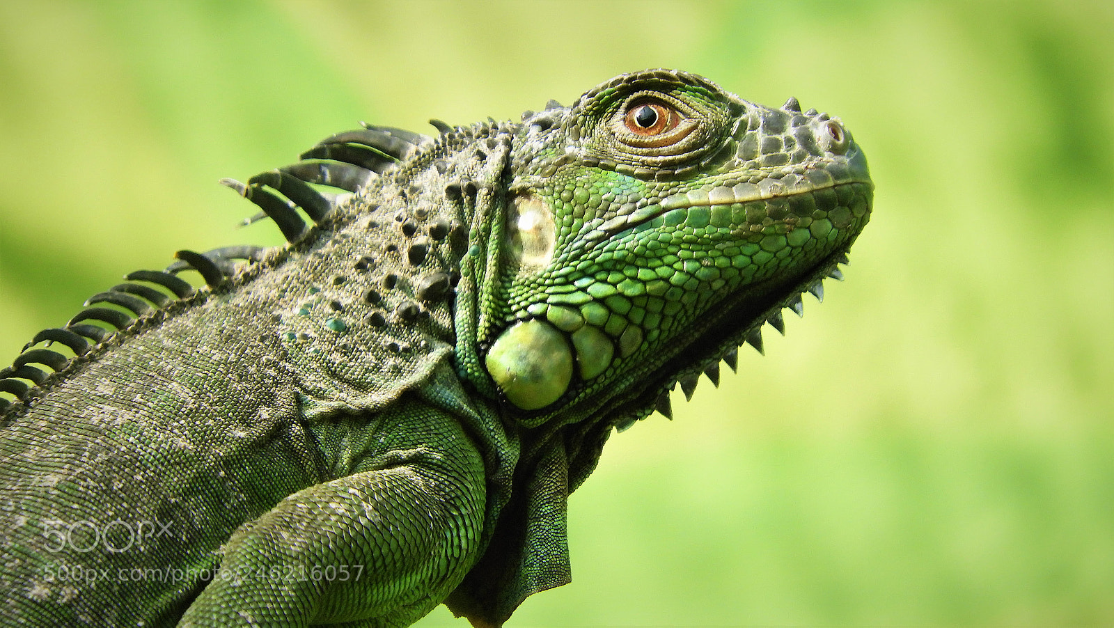 Nikon Coolpix B700 sample photo. Green iguana photography