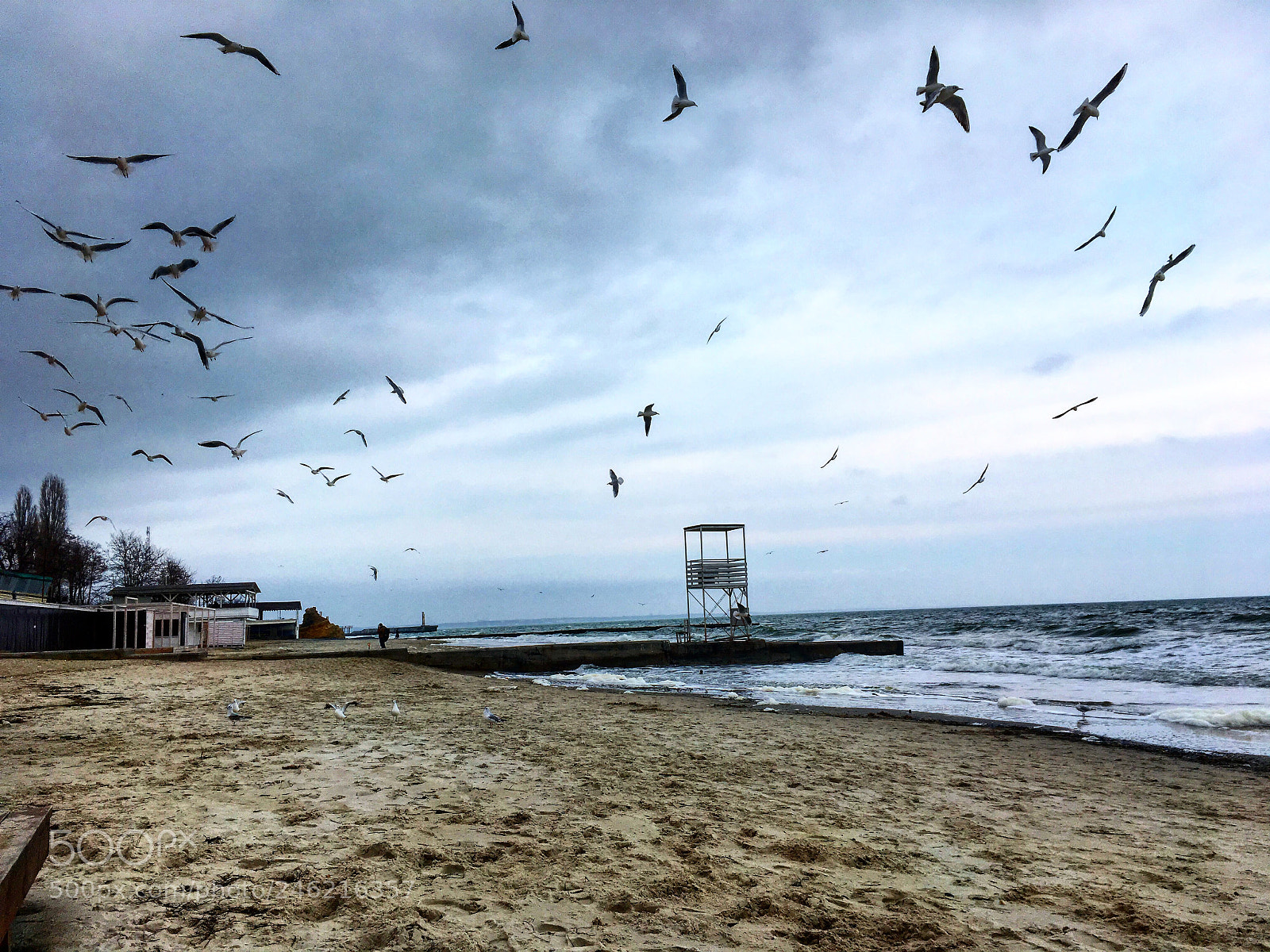 Apple iPhone SE sample photo. Circle of birds photography