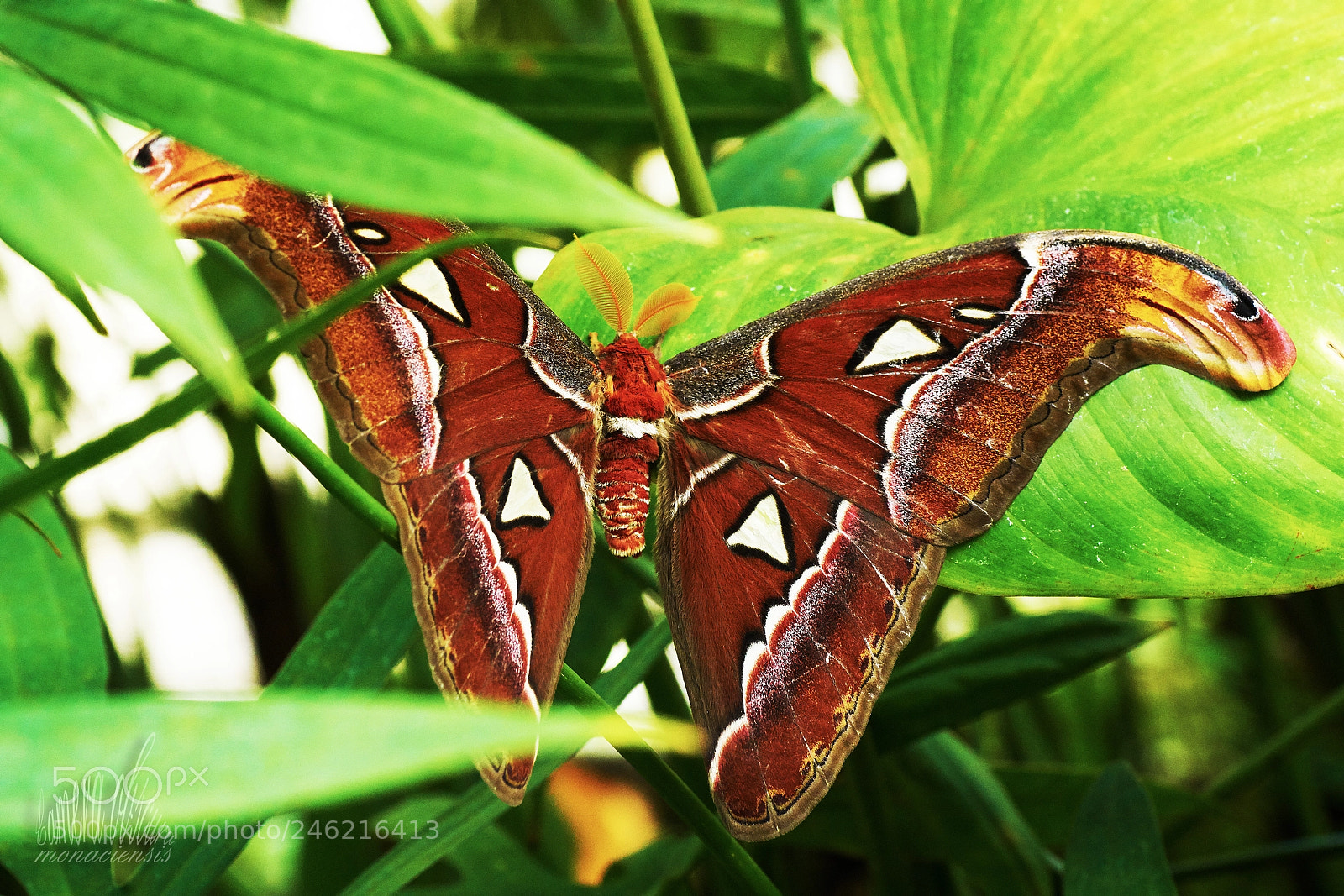 Sony ILCA-77M2 sample photo. Attacus atlas i photography