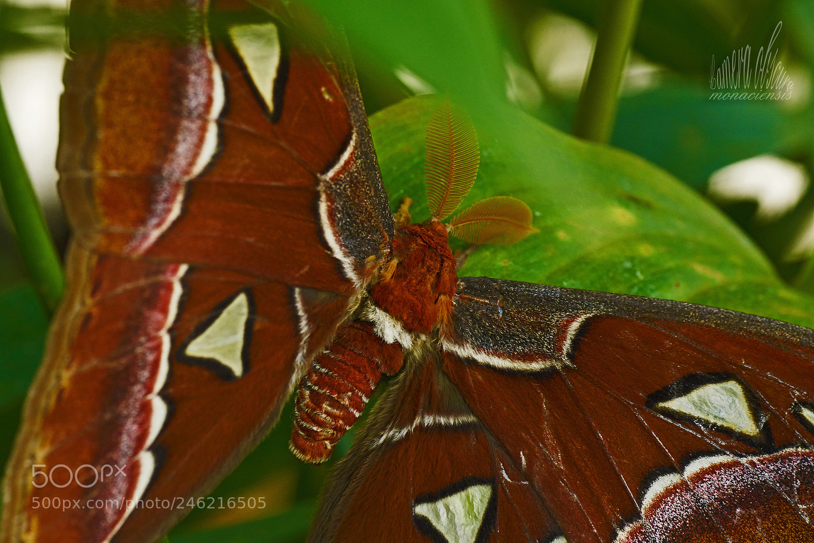 Sony ILCA-77M2 sample photo. Attacus atlas ii photography