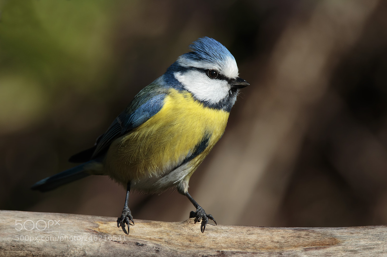 Canon EOS 7D Mark II sample photo. Yellow white and blue... photography