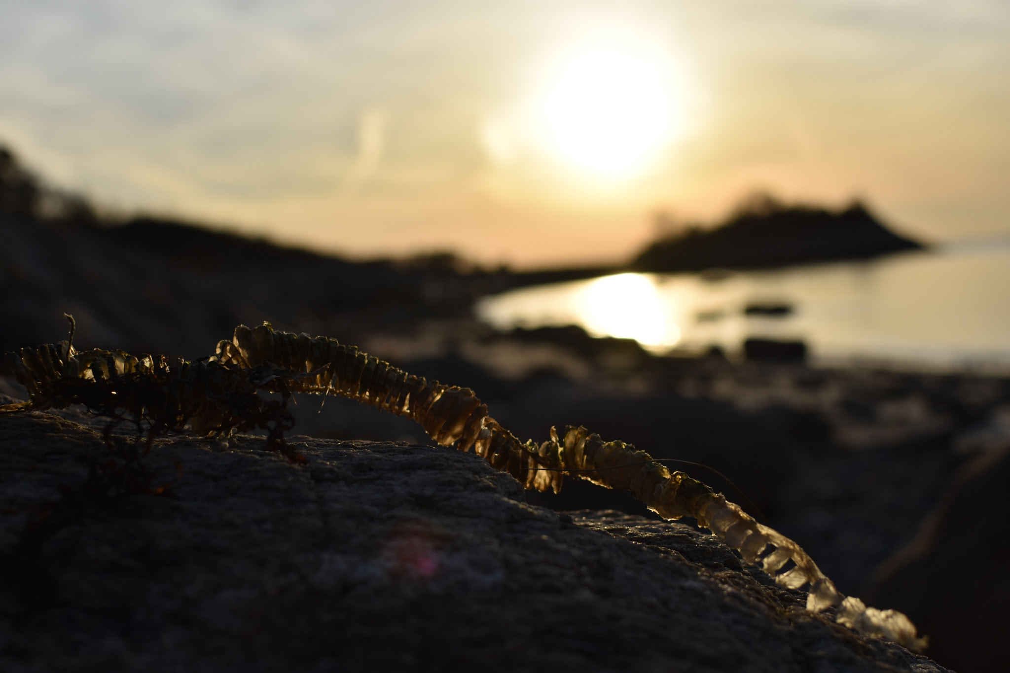 Nikon D3400 + Nikon AF-S DX Nikkor 35mm F1.8G sample photo. The knob, falmouth ma photography