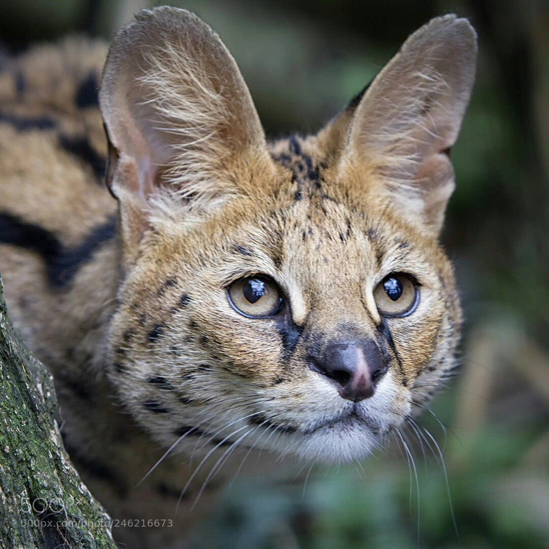 Canon EOS 7D sample photo. Serval (c) photography